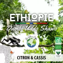 Éthiopie - Dambi Uddo Shawo - café moulu photo numéro 1